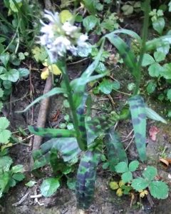 Spotted orchid