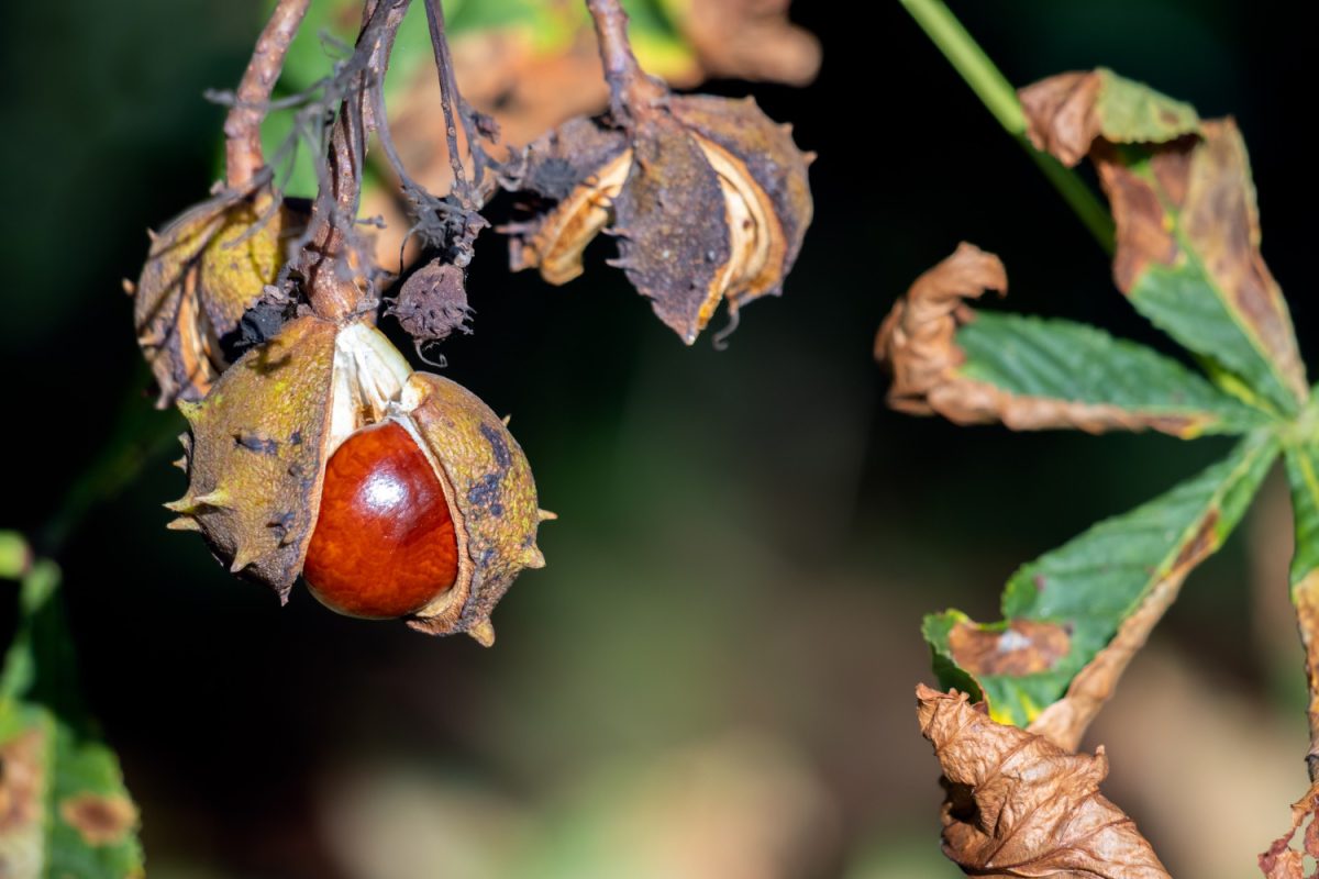Conkers