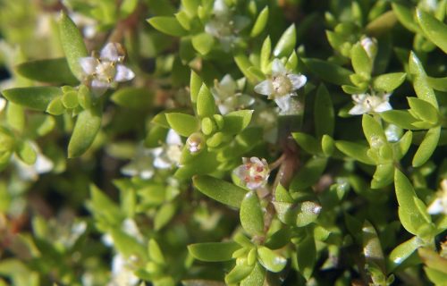 1200px-Crassula_helmsii