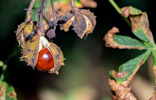 Conkers